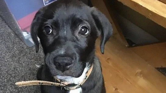 Hefty, el perrito después de ser encontrado Hefty, el perrito después de ser encontrado