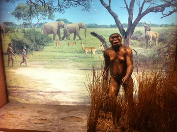 Lucy (Australopithecus afarensis) Lucy (Australopithecus afarensis)