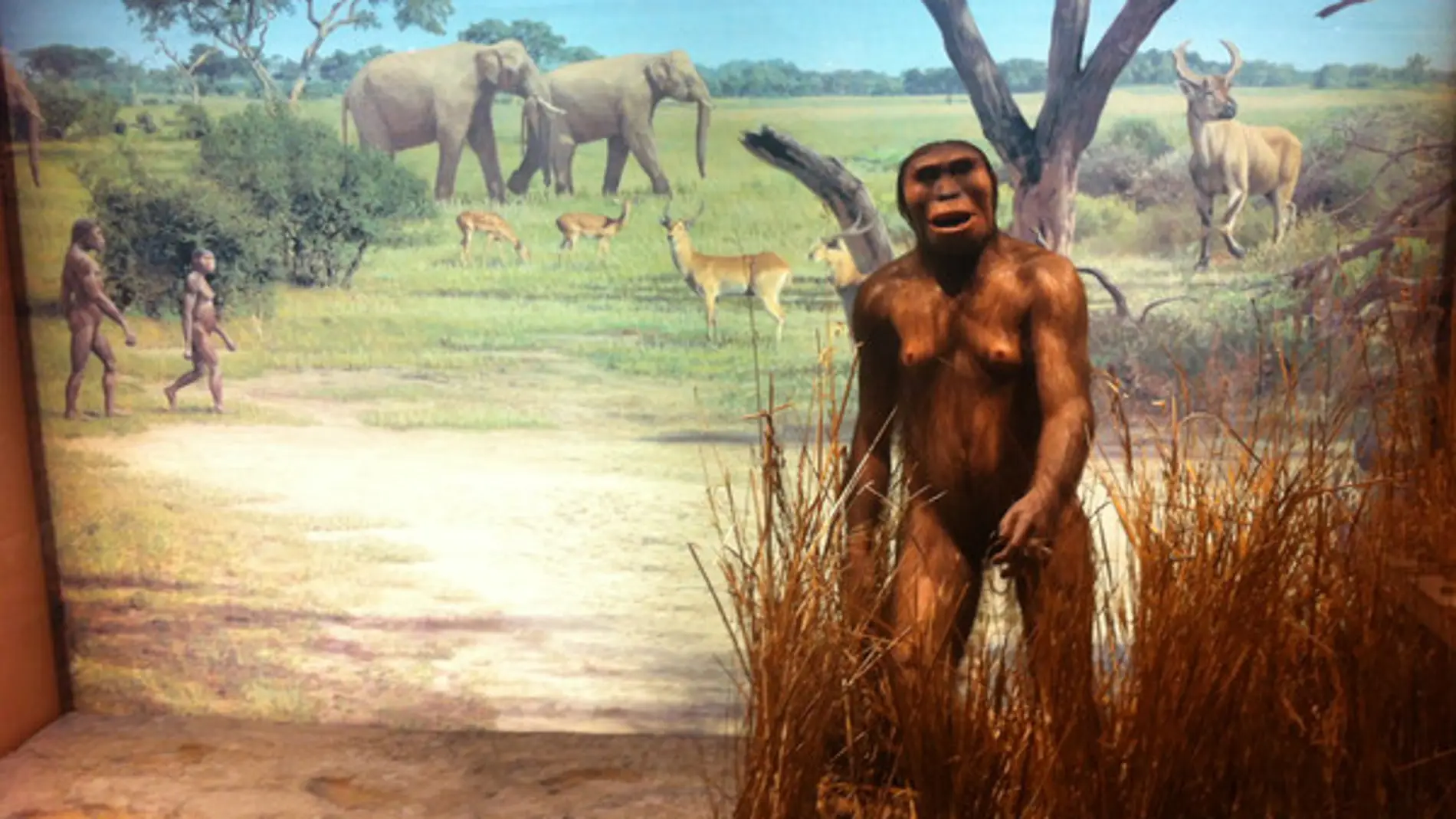Lucy (Australopithecus afarensis) 