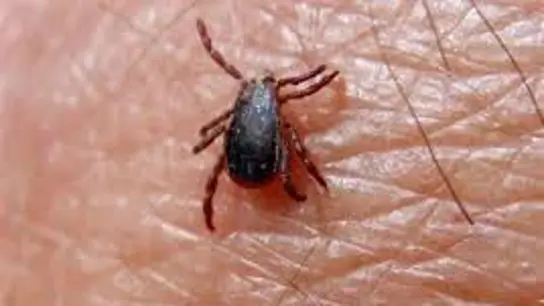 Garrapata que produce la fiebre hemorrágica Crimea-Congo  Garrapata que produce la fiebre hemorrágica Crimea-Congo