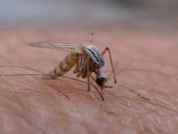 Un mosquito en plena acción