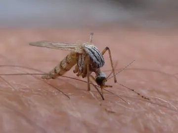 Un mosquito en plena acción Un mosquito en plena acción