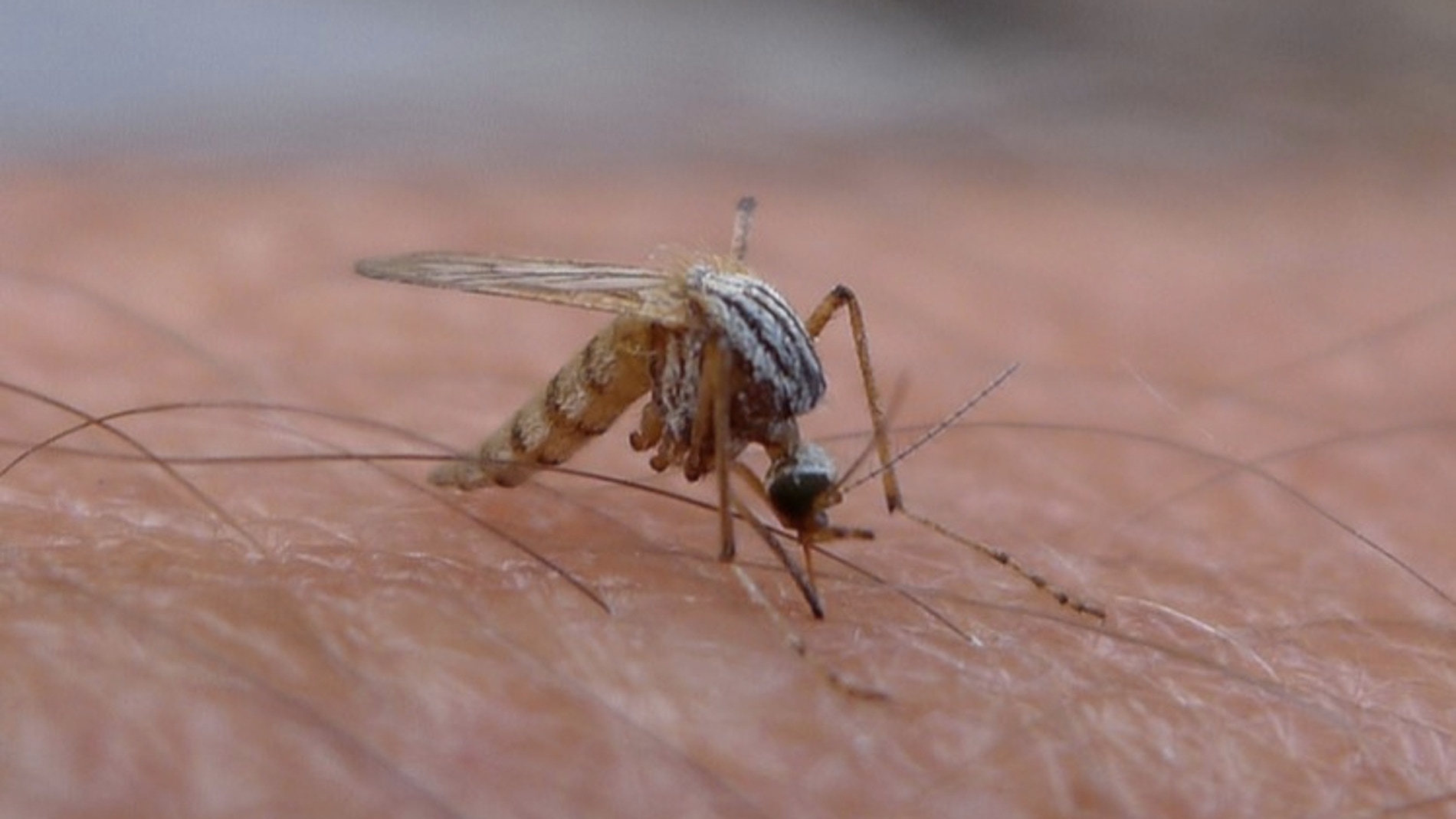 Un mosquito en plena acción