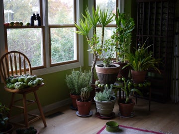 Estas son las plantas que mejor limpian el aire de tu casa