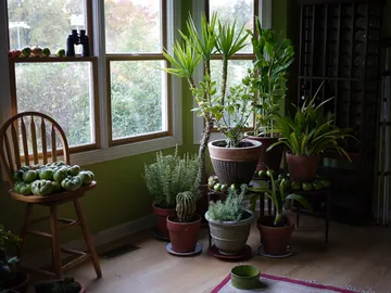 Estas son las plantas que mejor limpian el aire de tu casa Estas son las plantas que mejor limpian el aire de tu casa