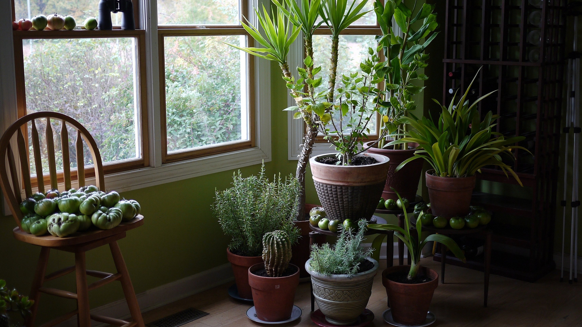 Éstas son las plantas que mejor limpian el aire de tu casa