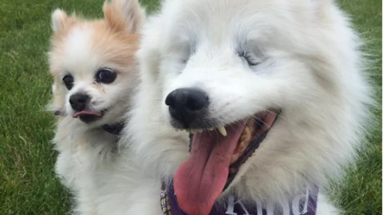 Hoshi y Zen Hoshi y Zen