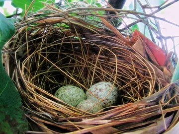 La razón por la que los pájaros cantan a sus huevos La razón por la que los pájaros cantan a sus huevos
