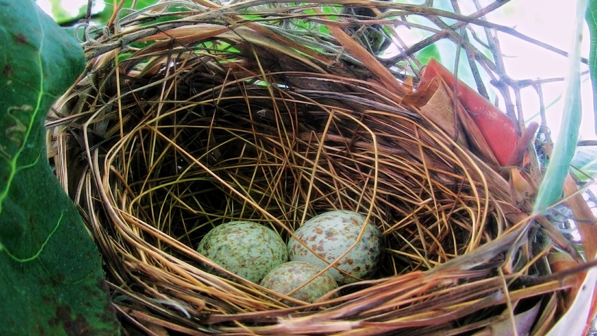 La razón por la que los pájaros cantan a sus huevos