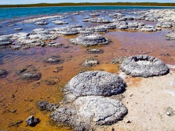 Formaciones estromatolíticas en el lago Thetis (Australia). 