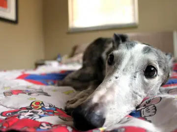 ¿Tu perro te quiere más a ti o a su plato de comida? ¿Tu perro te quiere más a ti o a su plato de comida?
