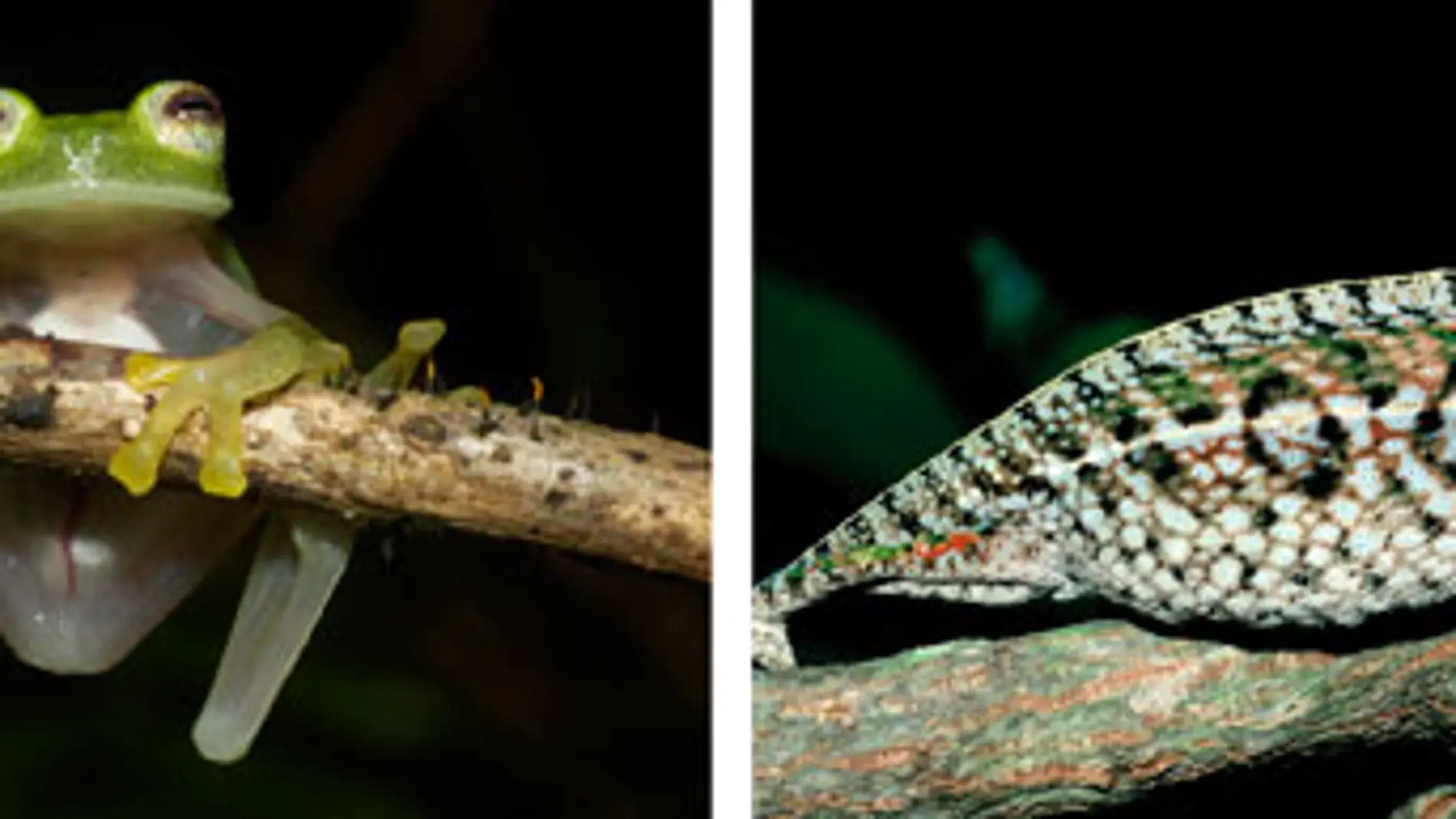 Anfibios y reptiles