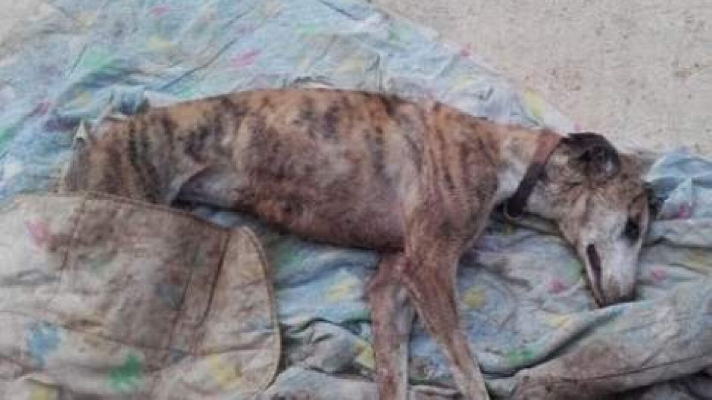Imagen de un galgo maltratado (Archivo)