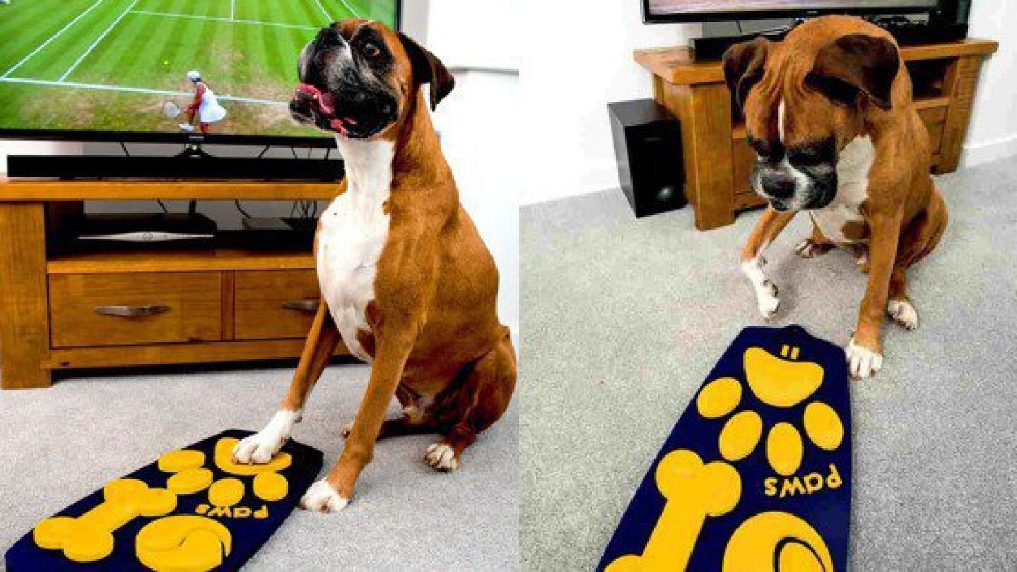 Mando a distancia para perros