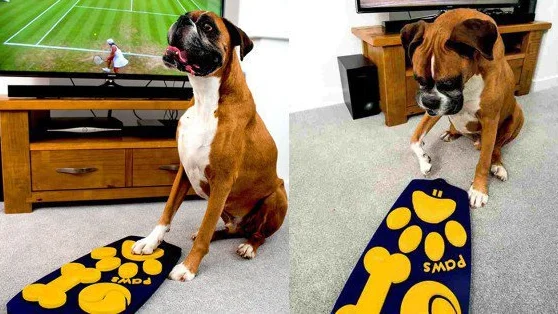 Mando a distancia para perros Mando a distancia para perros