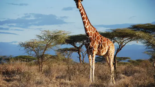 Jirafa africana Jirafa africana