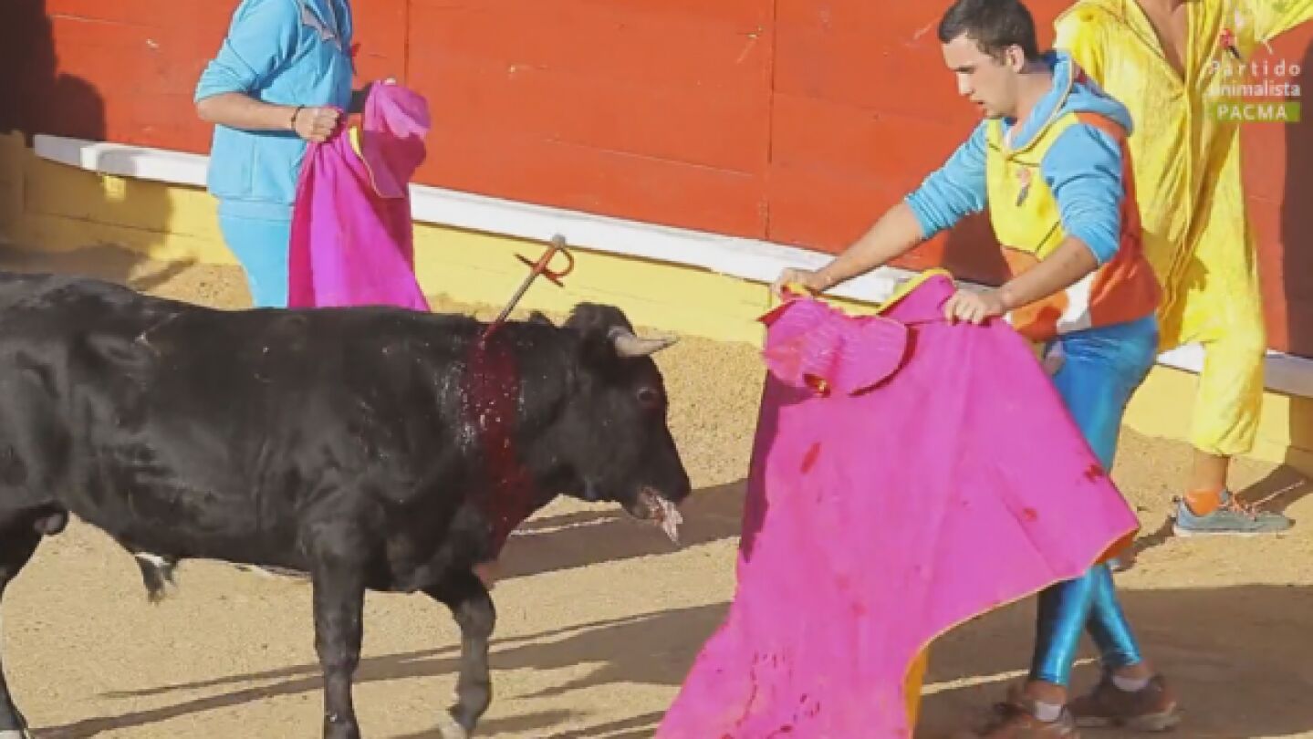 Un momento de las becerradas celebradas en Cercedilla