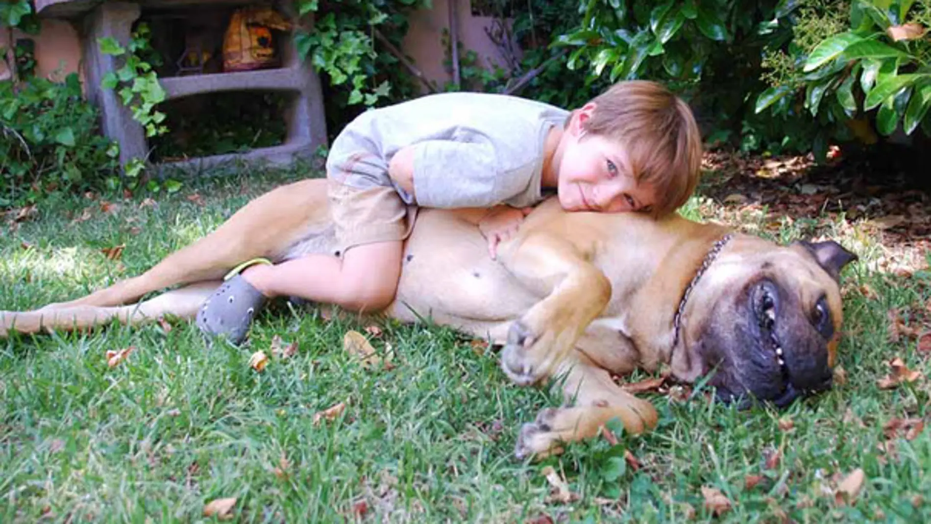 Los niños no entienden que el animal no siempre quiere que le acaricien o le sigan a todas partes