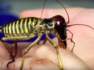 Descubren tres nuevas especies de insectos weta Descubren tres nuevas especies de insectos weta