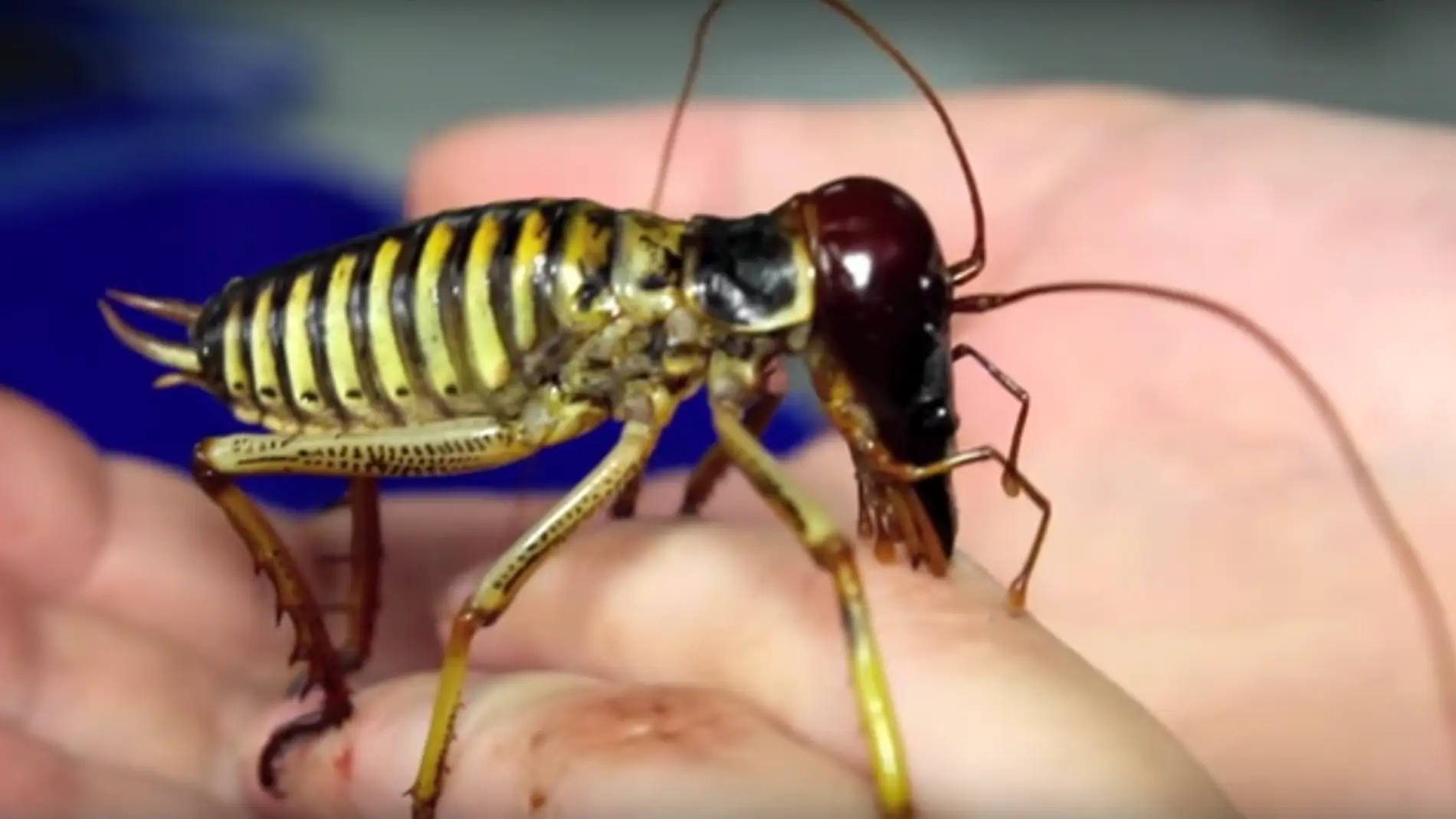 Descubren tres nuevas especies de insectos weta