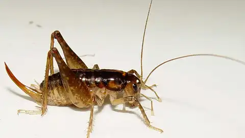 Insectos Insectos