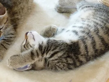 Los rompecabezas con alimentos mejoran el bienestar de los gatos Los rompecabezas con alimentos mejoran el bienestar de los gatos
