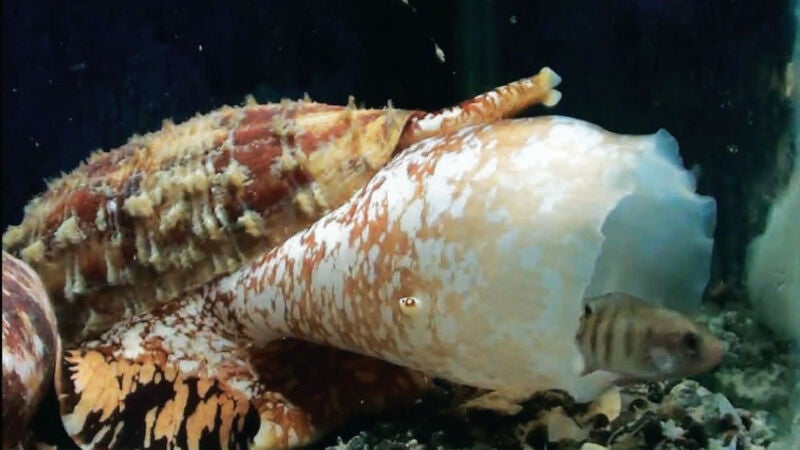 Un molusco venenoso tiene el secreto de una insulina súper rápida