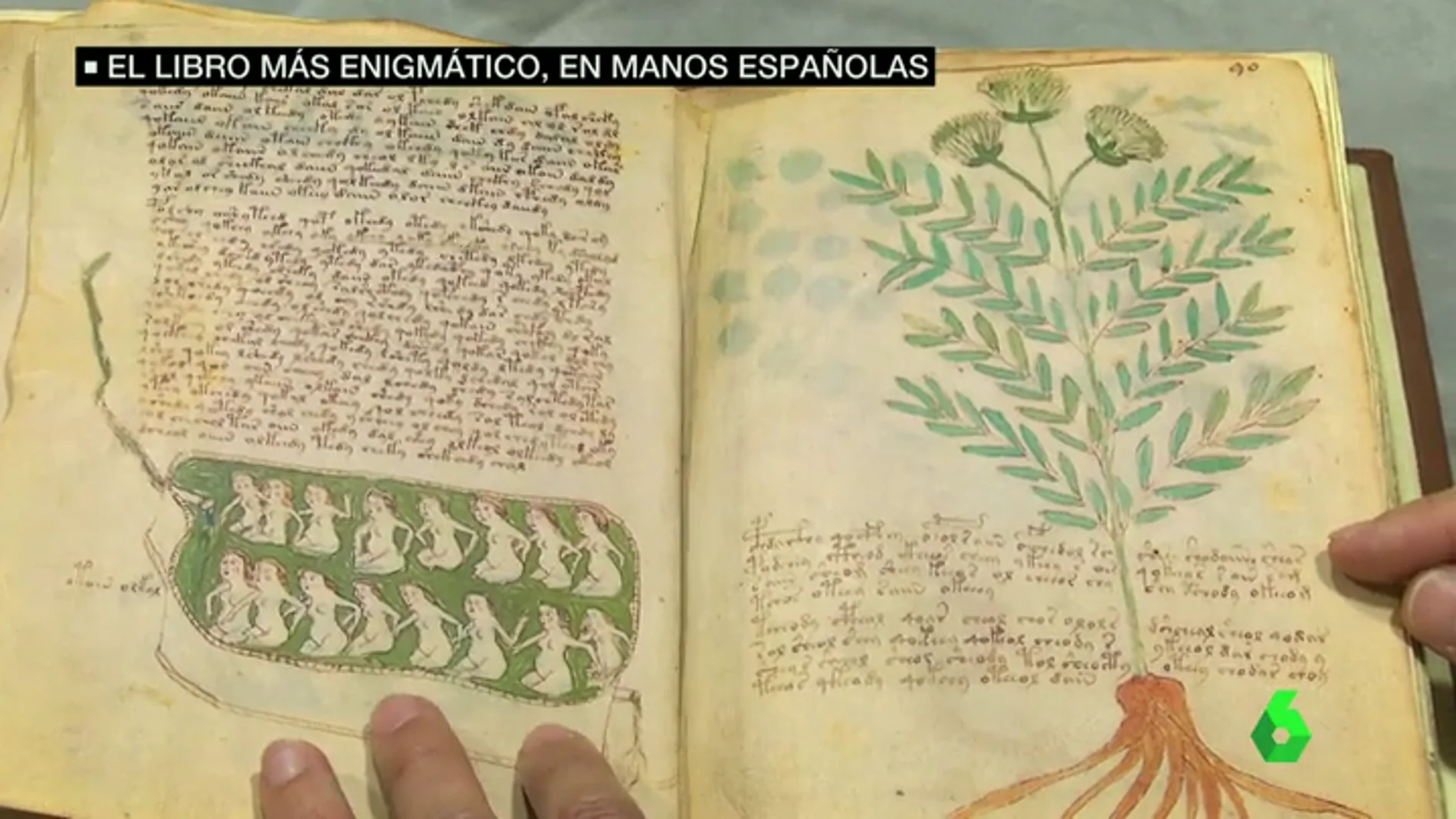 Páginas del Códice Voynich.