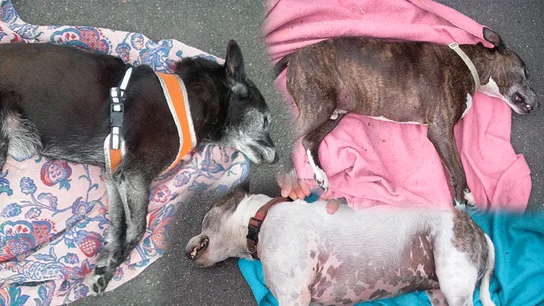 Perros muertos por un ataque de calor Perros muertos por un ataque de calor