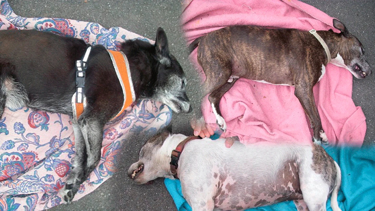 Perros muertos por un ataque de calor Perros muertos por un ataque de calor