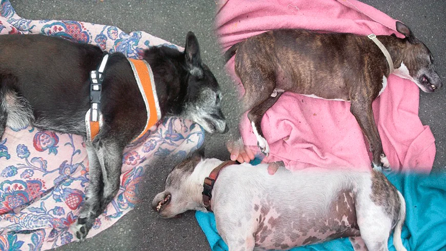 Perros muertos por un ataque de calor Perros muertos por un ataque de calor