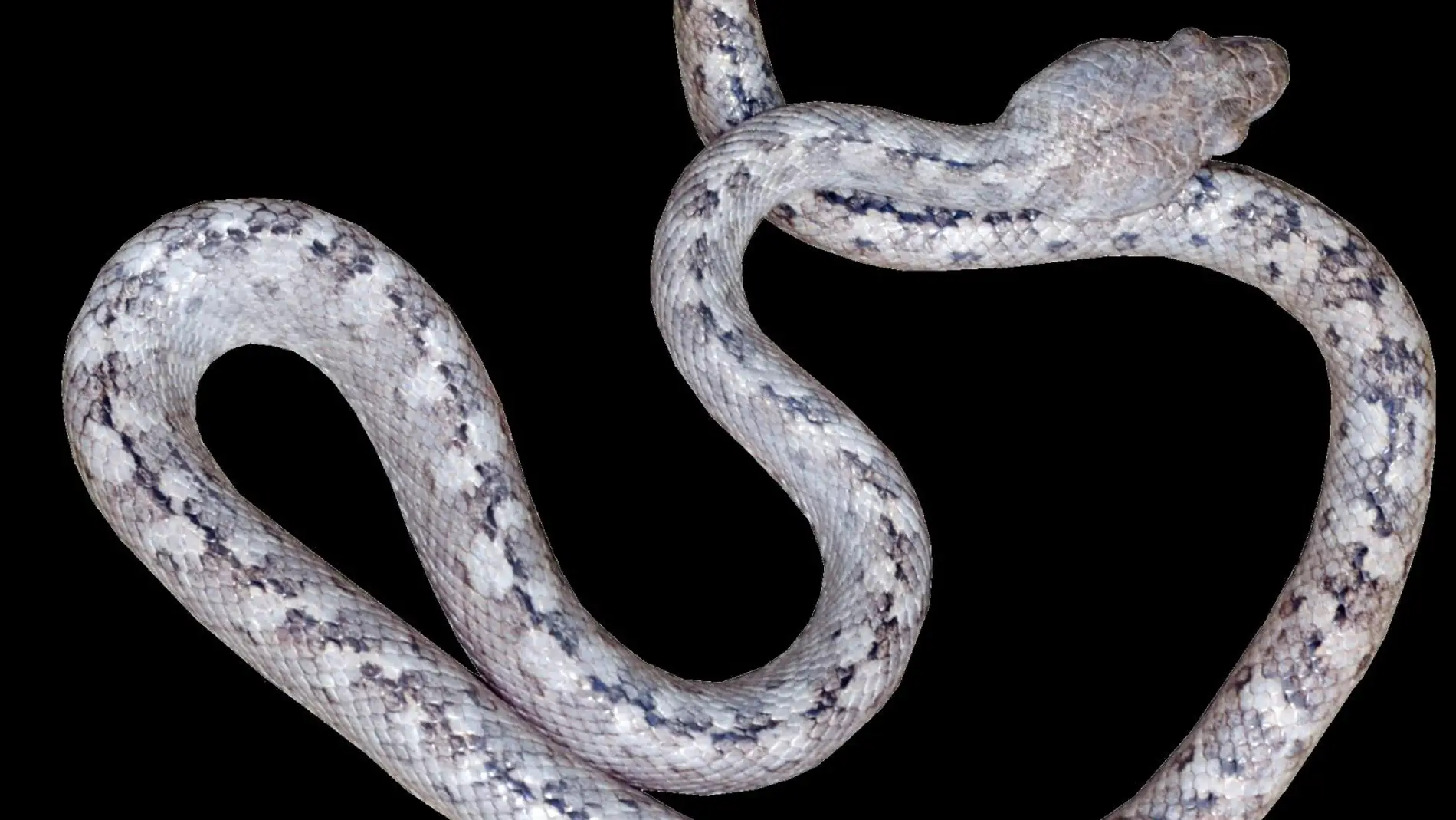 La “serpiente fantasma” en Madagascar