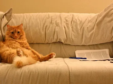 Un científico incluyó a su gato entre los autores de un ‘paper’ en los años 70. Un científico incluyó a su gato entre los autores de un ‘paper’ en los años 70.