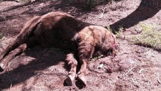 El cuerpo del bisonte hallado sin cabeza en la Reserva de Valdeserrillas El cuerpo del bisonte hallado sin cabeza en la Reserva de Valdeserrillas