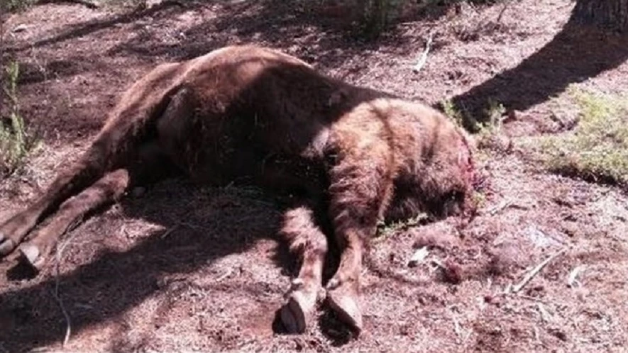 El cuerpo del bisonte hallado sin cabeza en la Reserva de Valdeserrillas El cuerpo del bisonte hallado sin cabeza en la Reserva de Valdeserrillas