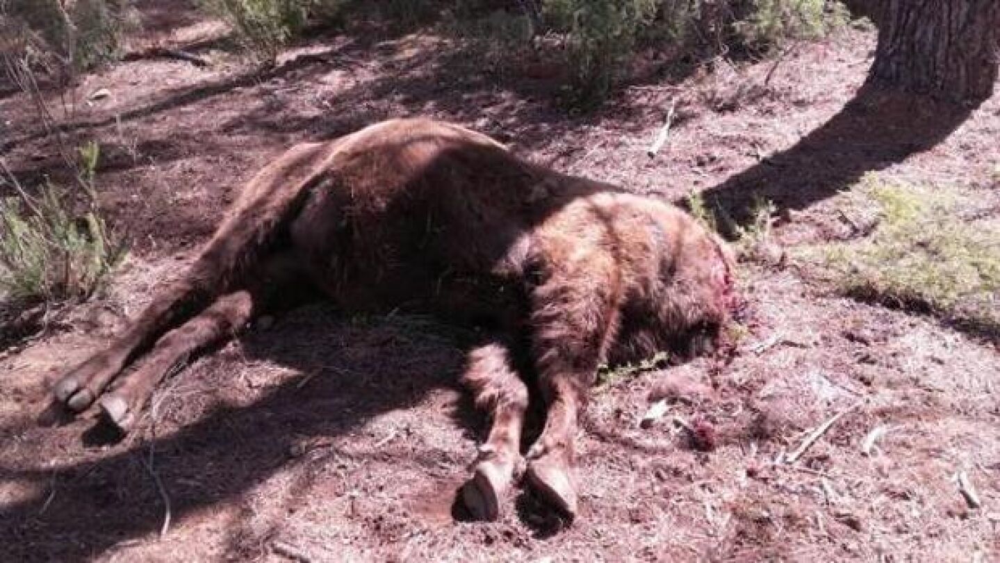 Imagen del bisonte decapitado en Benag&eacute;ber