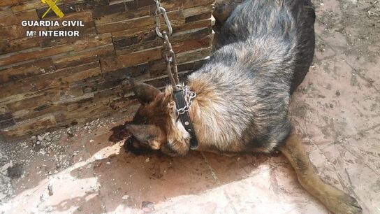 Perro abandonado a plano sol y sin agua ni comida