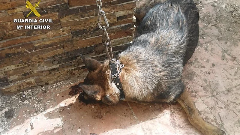 Perro abandonado a pleno sol y sin agua ni comida Perro abandonado a plano sol y sin agua ni comida