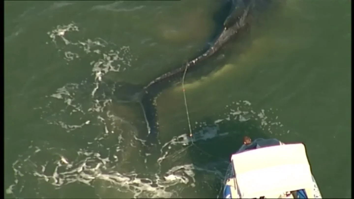Frame 0.0 de: Impresionante rescate de una ballena jorobada varada en el Queensland, Australia Frame 0.0 de: Impresionante rescate de una ballena jorobada varada en el Queensland, Australia