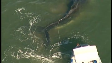 Frame 0.0 de: Impresionante rescate de una ballena jorobada varada en el Queensland, Australia