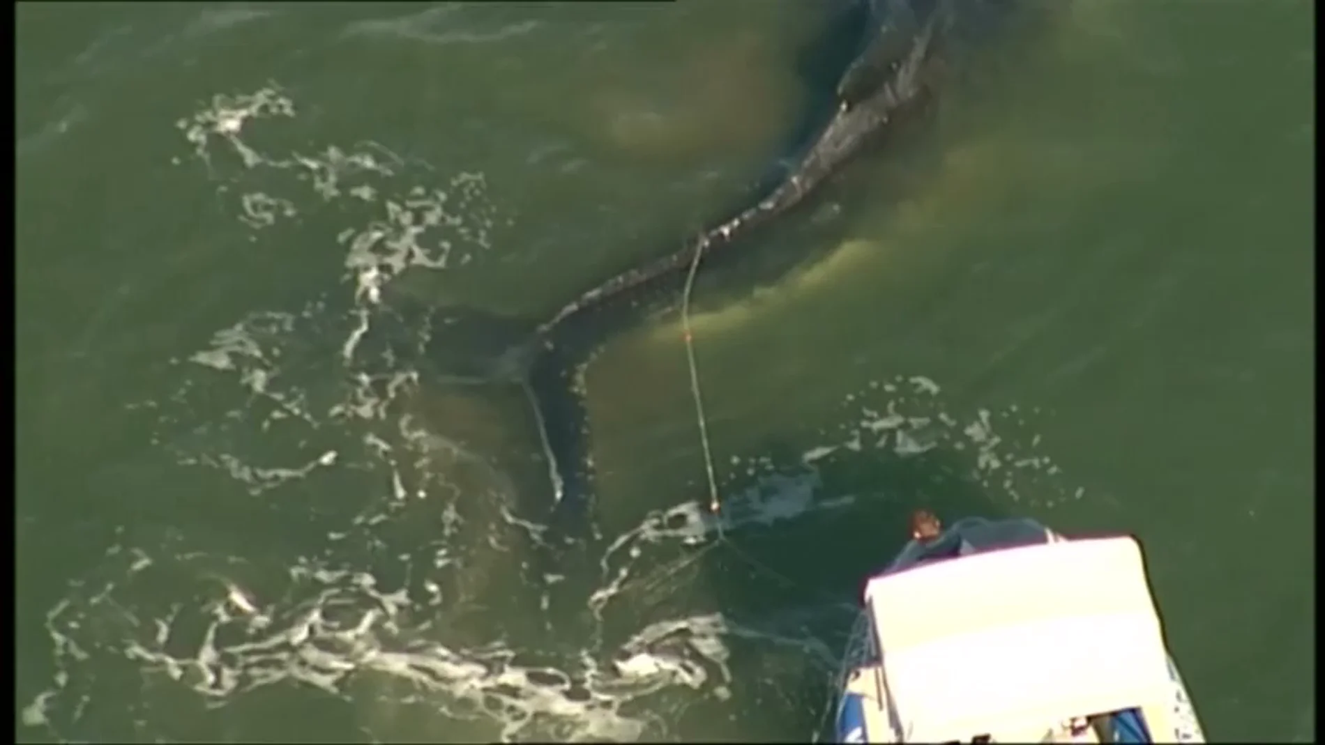 Frame 0.0 de: Impresionante rescate de una ballena jorobada varada en el Queensland, Australia