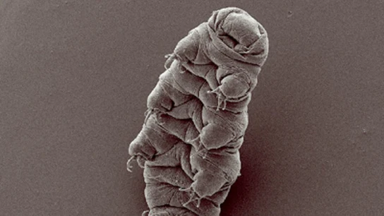 Oso de agua Oso de agua