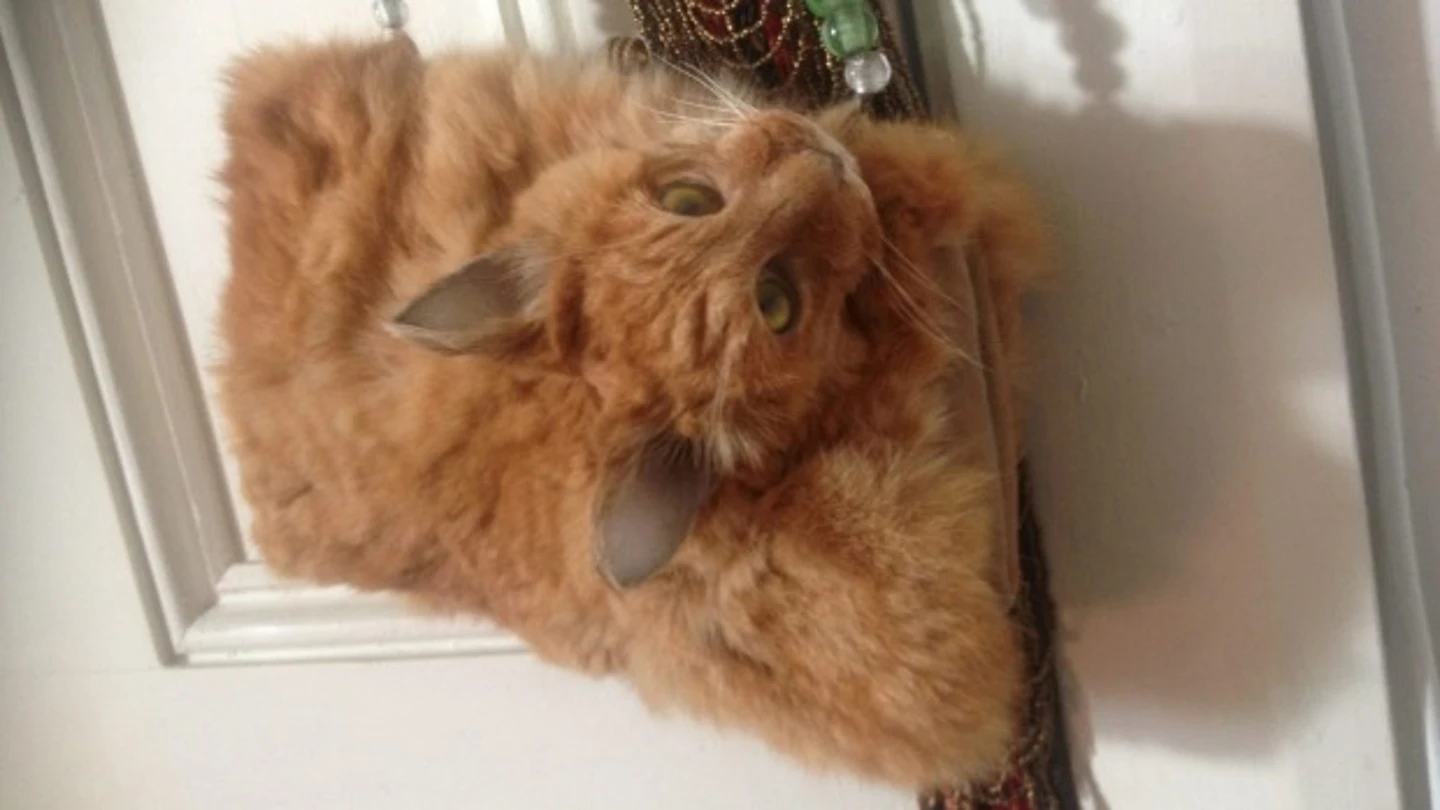 Bolso de un gato disecado y puesto a la venta Bolso de un gato disecado y puesto a la venta