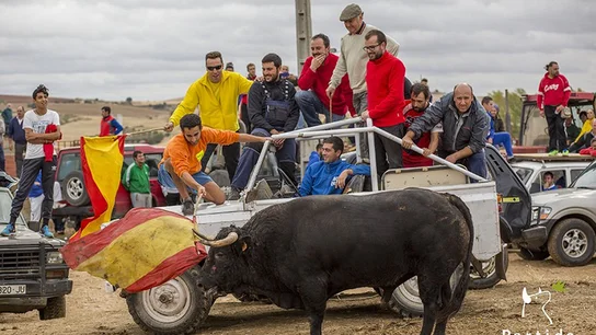 Los participantes del encierro acosan al toro con un vehículo. Los participantes del encierro acosan al toro con un vehículo.