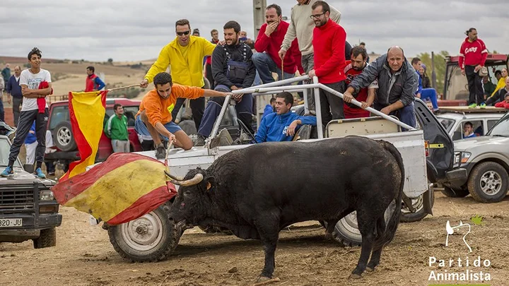 Los participantes del encierro acosan al toro con un vehículo.