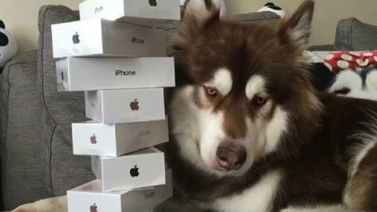 Coco, la mascota de Wang Sicong, con los ocho Iphone Coco, la mascota de Wang Sicong, con los ocho Iphone