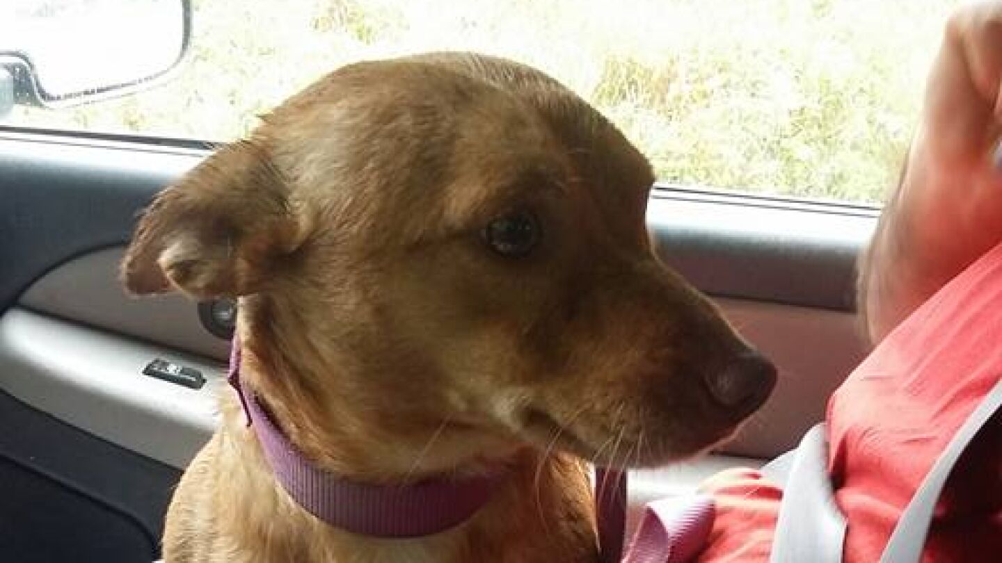 Perro abandonado en Michigan