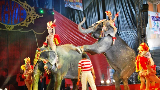 Circo con animales Circo con animales