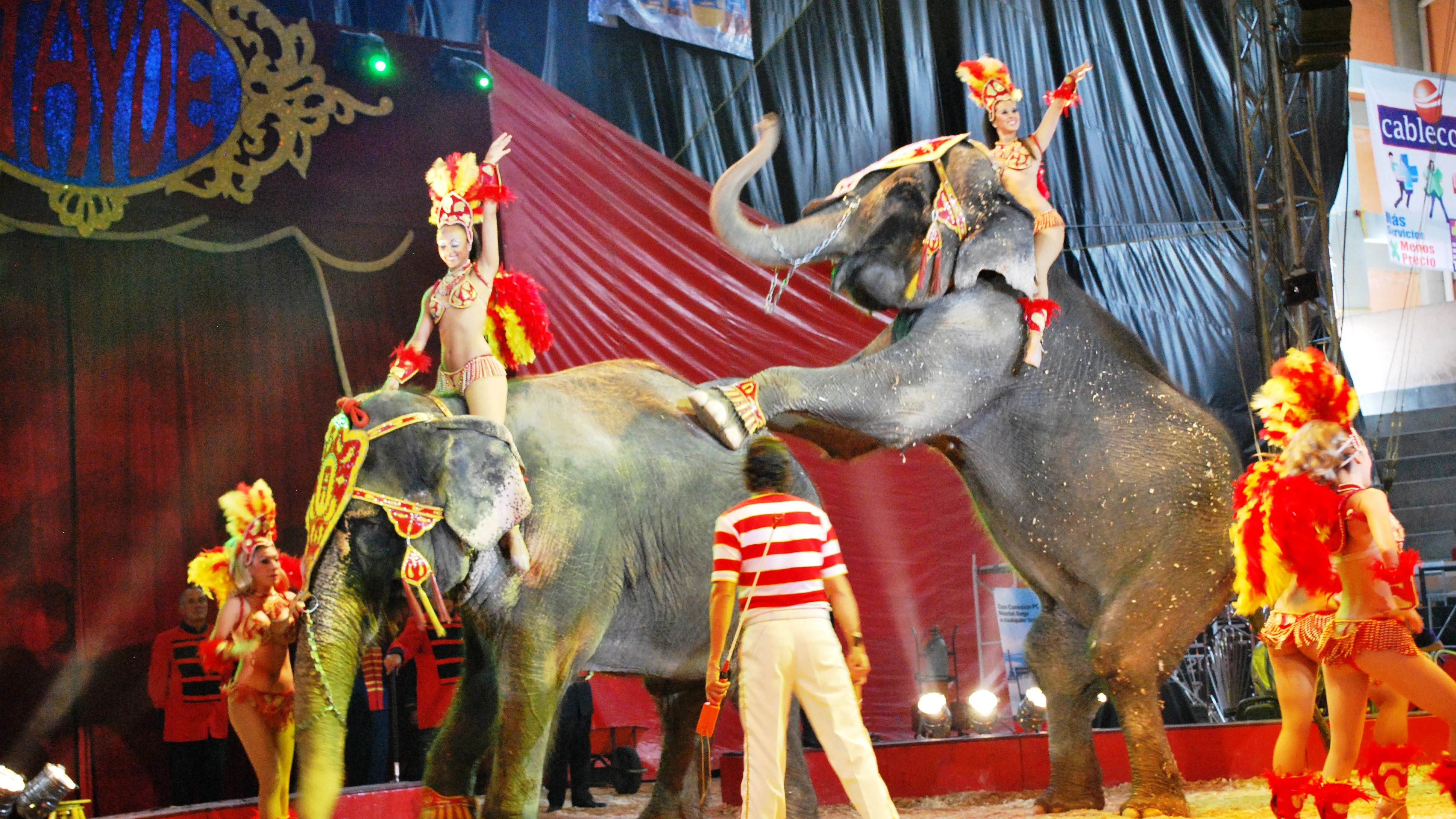 Circo con animales