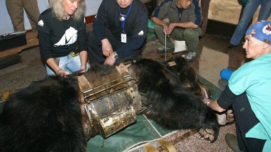 Caesar en el momento del rescate.